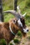 Brown feral goat in a grassy field during daytime