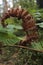 Brown fern near the road