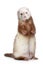 Brown Ferret standing on a white background