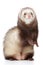 Brown Ferret on white background