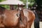 Brown filly foal show