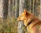 Brown Finnish Spitz standing in the boreal forest on an autumn day