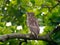 Brown fish owl