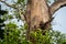 Brown fish owl or Bubo zeylonensis or Ketupa zeylonensis camouflage in nest or hollow or hole on tree trunk in safari at chuka