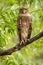 Brown fish owl or Bubo zeylonensis or Ketupa zeylonensis closeup perched on branch with eye contact in natural green wild