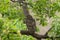 Brown fish owl or Bubo zeylonensis or Ketupa zeylonensis a large owl species perched on tree with back view at bandhavgarh