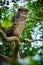 Brown Fish-owl, Ketupa zeylonensis, owl from Asia. Beautiful bird of prey sitting in the deep forest on a branch. Owl in Udawalawe