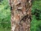 Brown flaky bark peeling from tree trunk