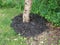 Brown flaky bark peeling from tree trunk and brown mulch