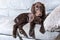 Brown flat coated retriever puppy at home on the bed. The dog is resting on the sofa inside the house