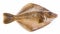 Brown Flounder Fish On White Background - Ray Collins Style Staining