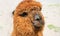 Brown Fluffy Alpaca Face, Peru, South America