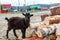 Brown fluffy goat stands near logs on the background of private houses, villages