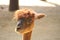A brown fluffy llama