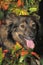 Brown fluffy mongrel dog on autumn background