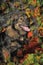 Brown fluffy mongrel dog on autumn background