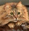 Brown fluffy norwegian forest cat