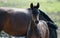 A brown foal