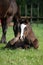 Brown foal