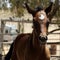 Brown Foal in Alpaca farm. Israel 2017