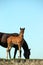 Brown foal and black mare