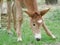 Brown foal eating grass in spring time