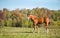 Brown Foal on the green Field