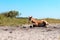 A brown foal lies resting on the sand on a summer day