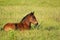 Brown foal lying in pasture