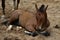 Brown foal resting in lying