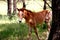 Brown foal stands on a tree