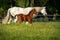 Brown foal walking next to white mare