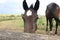 Brown foal with a white star on the forehead looks at you, Animals, nature, horses