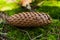 Brown forest fir cone on green moss ground