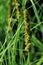 Brown Fox Sedge  35812