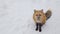 Brown Fox was sleeping and walking on snow ground