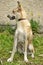 Brown foxy faced mongrel dog on leash standing on green grass