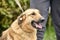 Brown foxy faced mongrel dog on leash standing on green grass