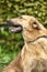 Brown foxy faced mongrel dog on leash standing on green grass