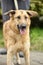 Brown foxy faced mongrel dog on leash standing on green grass