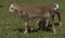 Brown fraternal sheep lambs