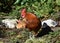 Brown Free Range Rooster with Chickens Nesting Behind Him