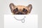 Brown French Bulldog dog with half of face covered with white paper with painted on happy mouth with tongue sticking out