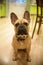 brown french bulldog sits on the floor