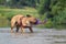 Brown French Bulldog standing in river shaking a dog toy with water drops flying all around