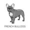 Brown French Bulldog vector illustration
