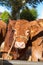 Brown French Limousin cows on market