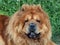 Brown friendly chow-chow dog