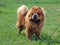 Brown friendly chow-chow dog