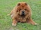 Brown friendly chow-chow dog